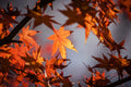 Autumn Burst
