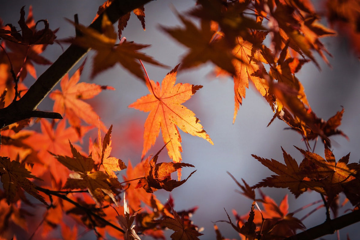 Autumn Burst