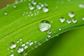 Morning Dew