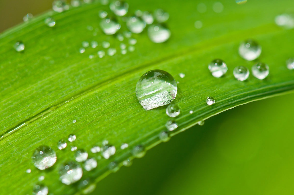 Morning Dew